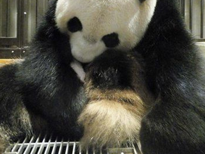 Πέθανε μωρό πάντα στην Ιαπωνία