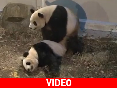 Τόκιο: Ζευγάρωσαν τα δύο γιγάντια πάντα