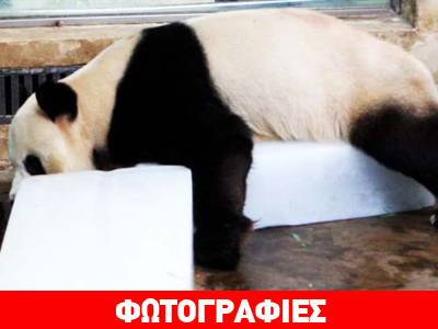 Κάνει τα… πάντα για λίγη δροσιά