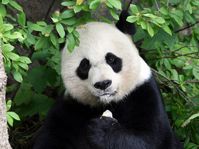 Ιαπωνία: Πάντα παρουσιάζει σημάδια εγκυμοσύνης