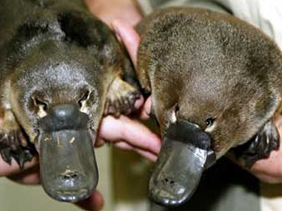 Διαβάστηκε το γονιδίωμα της πάπιας Διαβάστηκε το γονιδίωμα της πάπιας