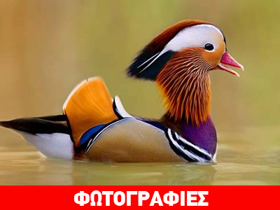 Σπάνιες πολύχρωμες πάπιες…