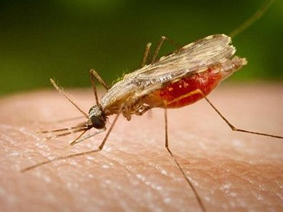 Επιστήμονες «διάβασαν» το DNA σε ένα από τα παράσιτα της ελονοσίας