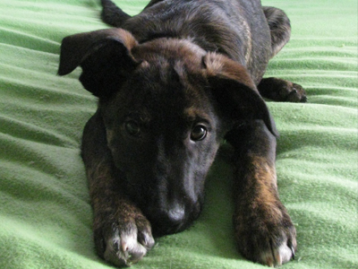 Ο Πάρης ο όμορφος ψάχνει σπίτι