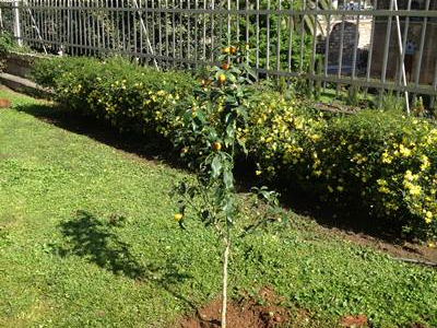 Άρωμα… Κέρκυρας στη Θεσσαλονίκη