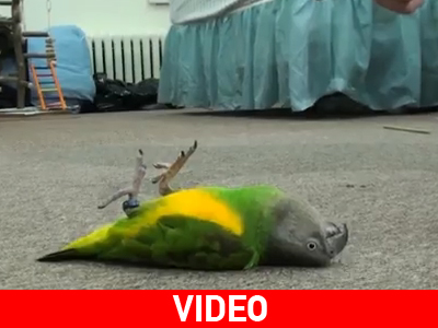 Κάνει τον… «ψόφιο κοριό»!