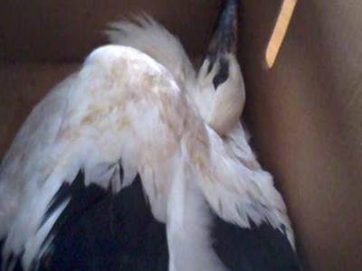 Έσωσαν πελαργό στη Φθιώτιδα