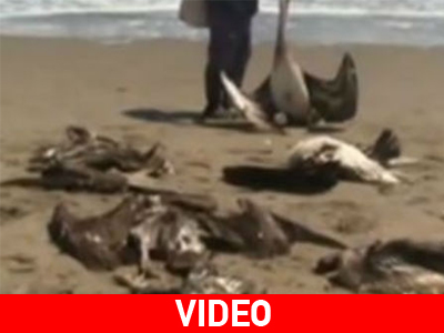 Εικασίες για τον μυστηριώδη θάνατο εκατοντάδων πτηνών