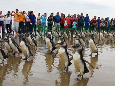 Υπό εξέταση ο μαζικός θάνατος πιγκουίνων στη Βραζιλία