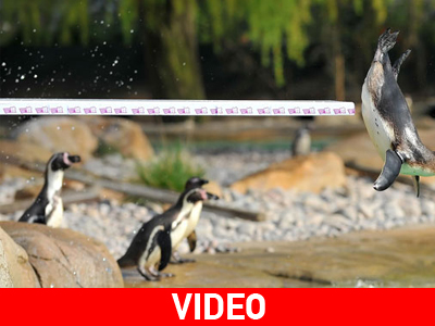 Ολυμπιονίκες στην κατάδυση!