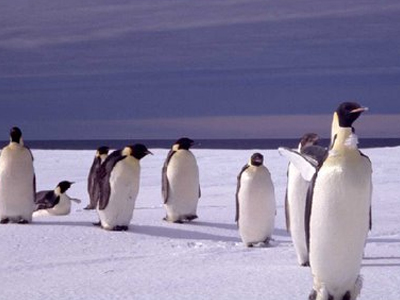 Καλά νέα για τους πιγκουίνους της Ανταρκτικής