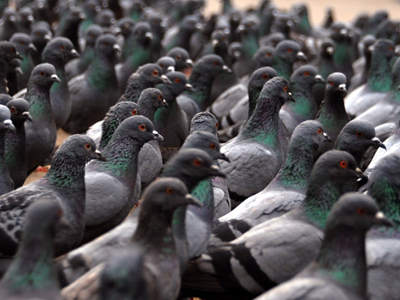 Αποκωδικοποιήθηκε το DNA του περιστεριού