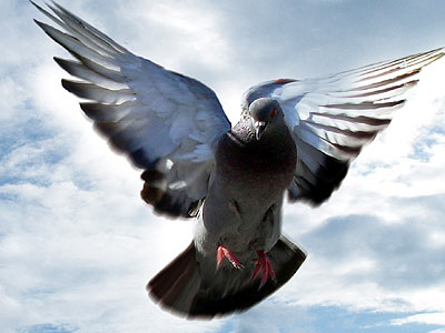 Πέλλα: Ανήλικοι έκλεψαν περιστέρια από αγρόκτημα