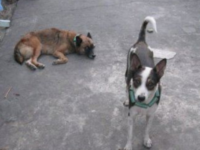 Σύσκεψη για τα αδέσποτα στα Χανιά