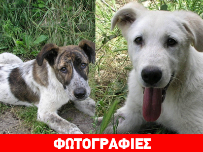 Ψάχνουν σπίτι