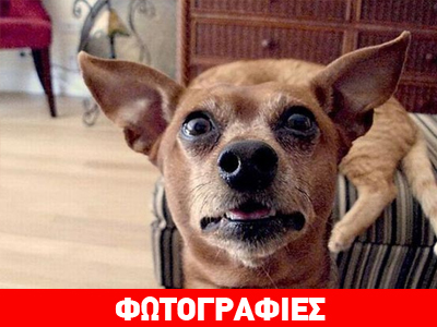 Ξέρουν από «photobombing»