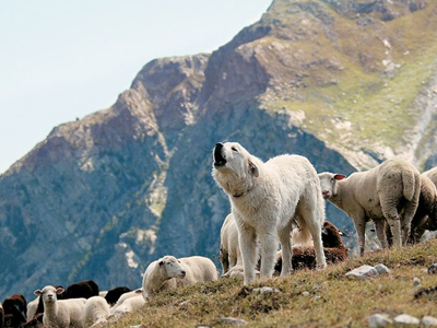 Καστοριά: Πάνω από 800 εμβολιασμοί έγιναν σε ποιμενικούς σκύλους
