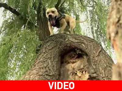 Σκύλος ζογκλέρ!