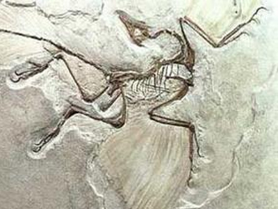 Τα πρώτα πουλιά είχαν τέσσερα φτερά!