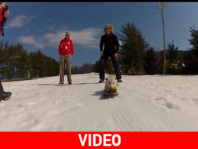 Τετράποδος βιρτουόζος στο skateboard!