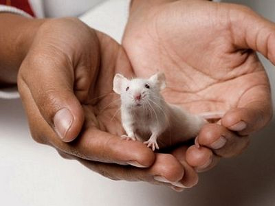 Πειραματικό φάρμακο επιτρέπει σε κωφά ποντίκια να ακούσουν ξανά