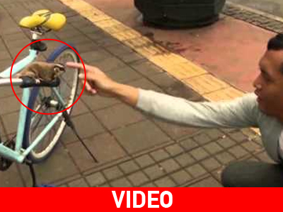 Πόσουμ: Η νέα… μόδα στα κατοικίδια