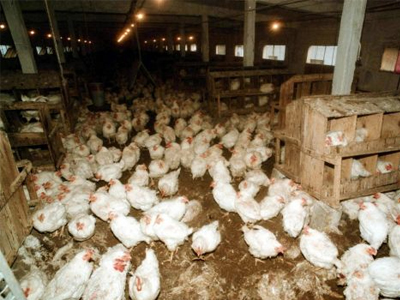 Γερμανία: Εντοπίστηκε διοξίνη σε αβγά