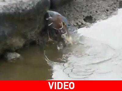 Ο επιμένων νικά!