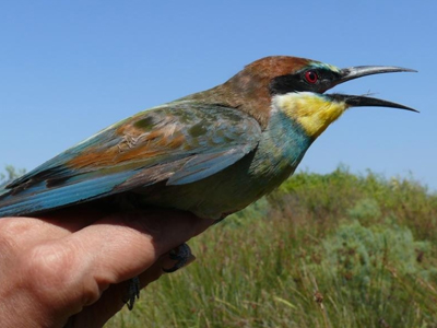 Μελετούν τη μετανάστευση πουλιών στο Δέλτα του Έβρου