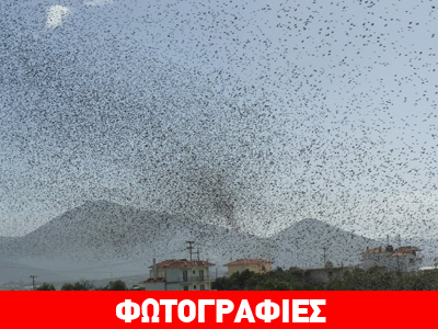 Γέμισε πουλιά το Αλιβέρι