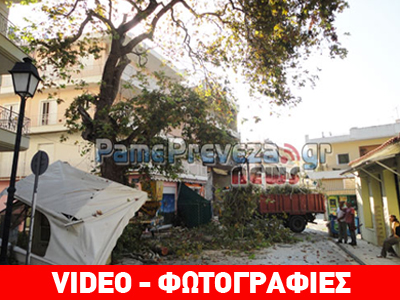 Πρέβεζα: Παρελθόν ο πλάτανος στην Π. Τσαλδάρη