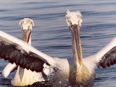 Μεγάλη Πρέσπα: Το αγαπημένο «σπίτι» των πουλιών για τον χειμώνα