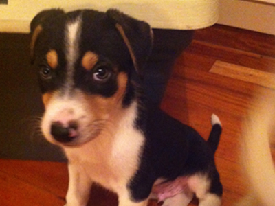 Χαρίζονται κουταβάκια