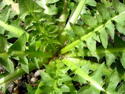 Ραδίκι και τσουκνίδα με επίσημη άδεια στα φαρμακεία! Ραδίκι και τσουκνίδα με επίσημη άδεια στα φαρμακεία!