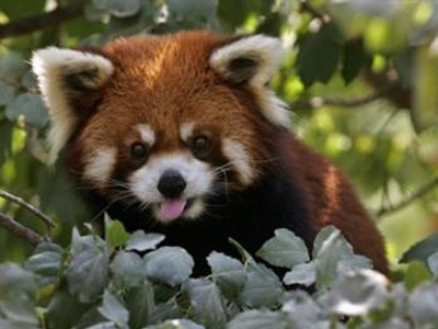 Νέος κάτοικος στο ζωολογικό κήπο της Λιουμπλιάνας