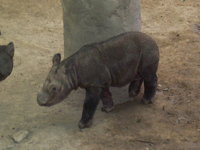 Σπάνιο είδος ρινόκερου γεννήθηκε στη Σουμάτρα Σπάνιο είδος ρινόκερου γεννήθηκε στη Σουμάτρα