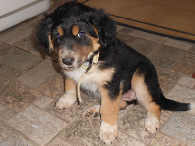 Υιοθετήστε το Ριτάκι