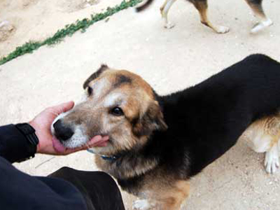 Χαρίζεται ο Robin