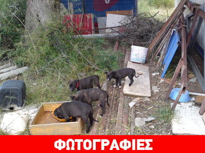 Ποιος θα υιοθετήσει τον Ρόκκο και τα αδέλφια του;