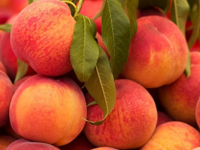 Έκλεψαν 800 κιλά ροδάκινα