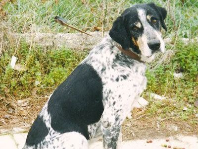 Βρέθηκε ο Romeo