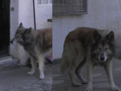 Χάθηκε ο Ρον