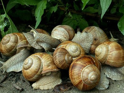 Υψηλή ζήτηση σαλιγκαριών