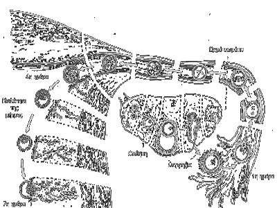 Γονιμότητα: Ποιος είναι ο ρόλος των γυναικείων σαλπίγγων;