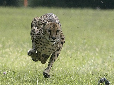 Το ταχύτερο πλάσμα στον κόσμο είναι η… Σάρα