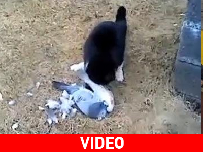 Το «νεκρό» θήραμα έγινε… «καπνός»!