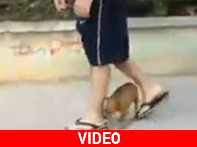 Σκύλος για Όσκαρ Σκύλος για Όσκαρ