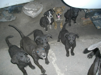 Μία οικογένεια ζητεί βοήθεια