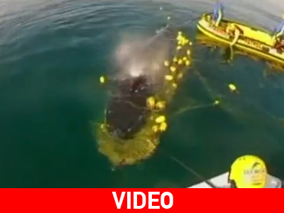 Αυστραλία: Απελευθέρωση φάλαινας on camera