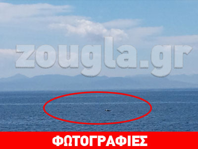 Δελφίνια στην Πειραϊκή